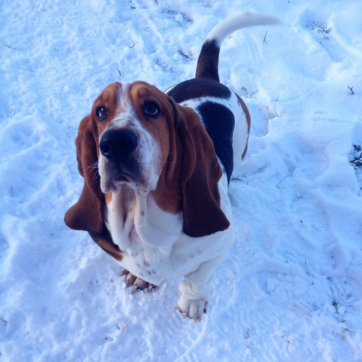 Basset hound Paddington billede 28