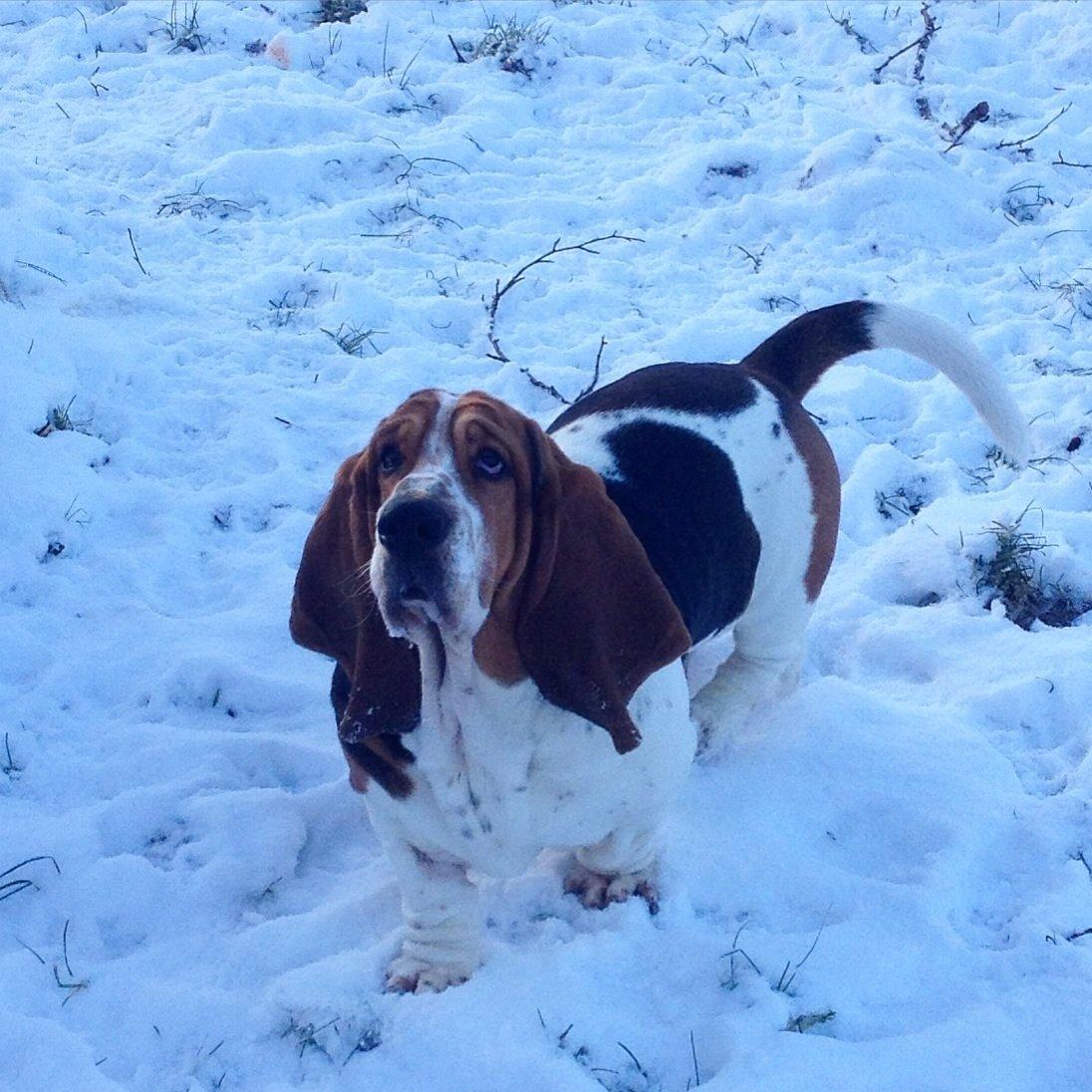 Basset hound Paddington billede 29