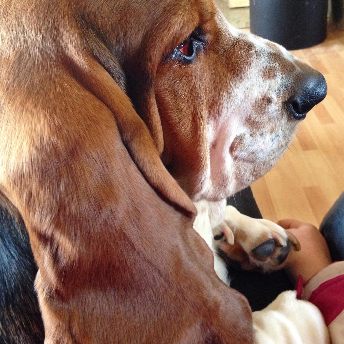 Basset hound Paddington billede 31