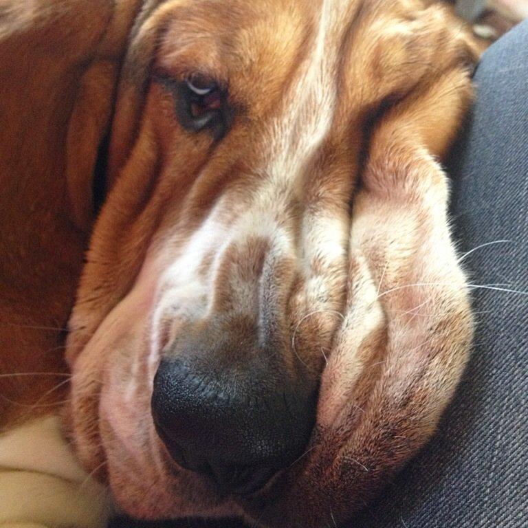 Basset hound Paddington billede 32