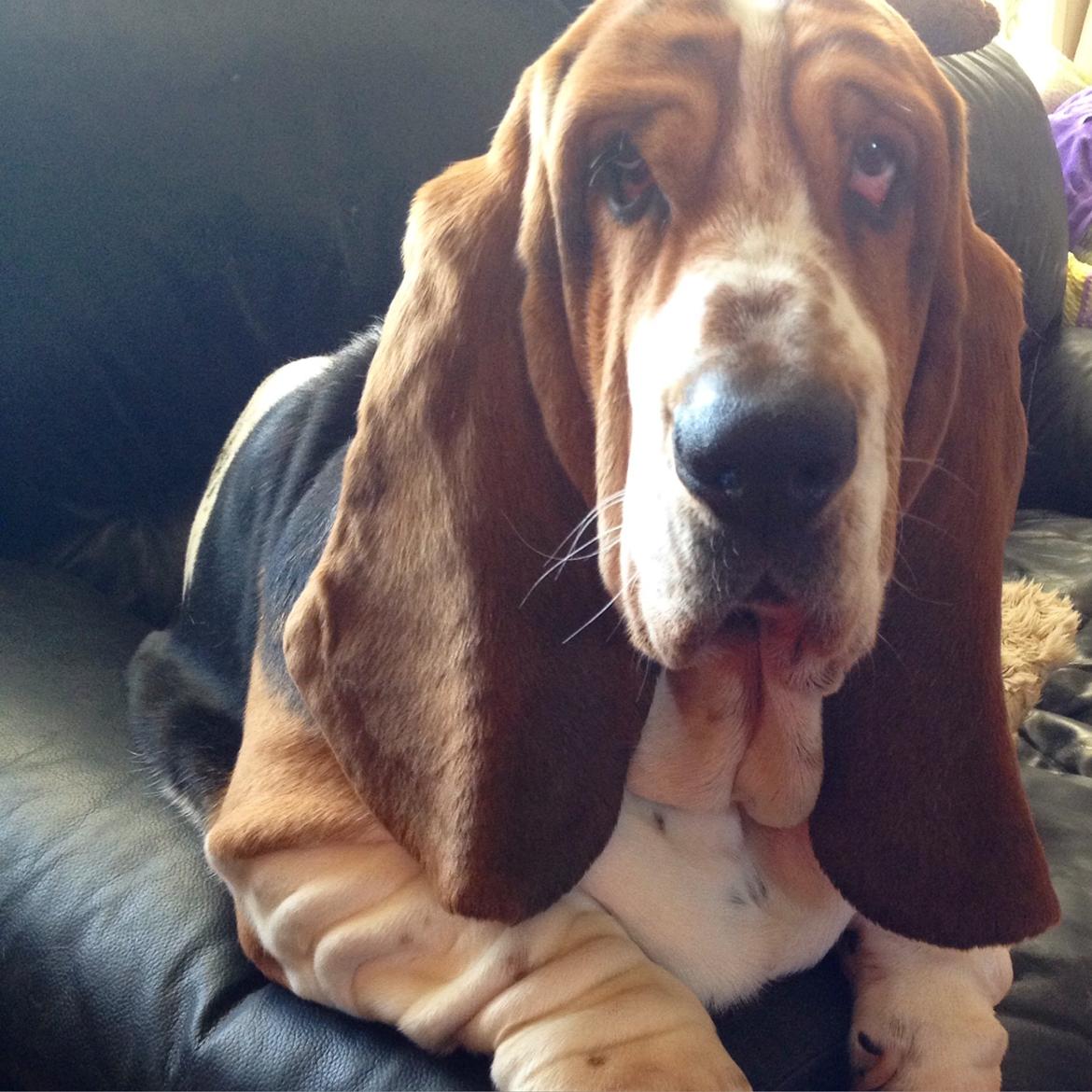 Basset hound Paddington billede 33