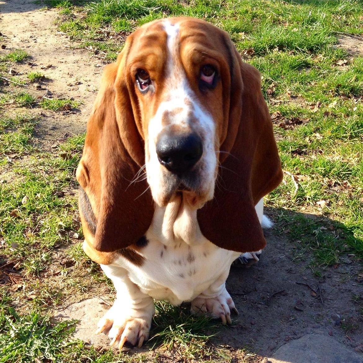 Basset hound Paddington billede 34