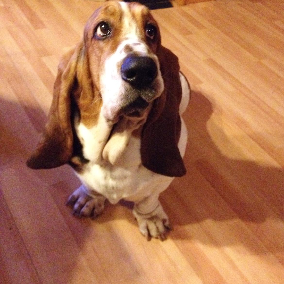 Basset hound Paddington billede 30