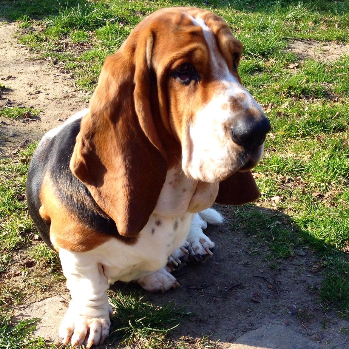 Basset hound Paddington billede 35