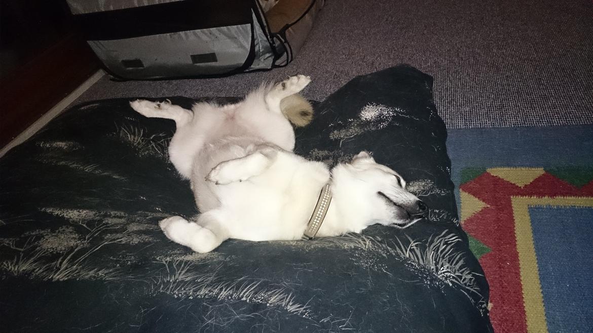 Norsk buhund Miss Bailey *Himmelhund* - mor syntes at jeg sover mærkeligt billede 16