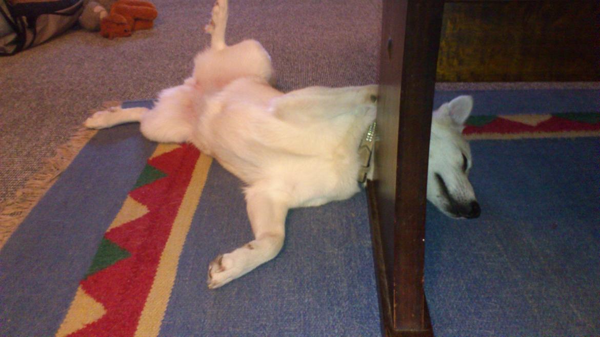 Norsk buhund Miss Bailey *Himmelhund* - Men det kan da ikke være rigtigt. jeg sover da helt normalt. ikke?? billede 17