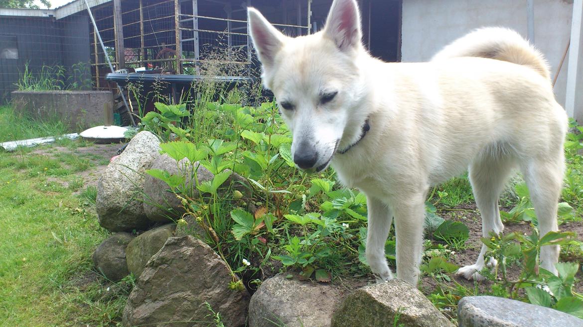Norsk buhund Miss Bailey *Himmelhund* - hi hi jeg fandt et godt jordbær  billede 18