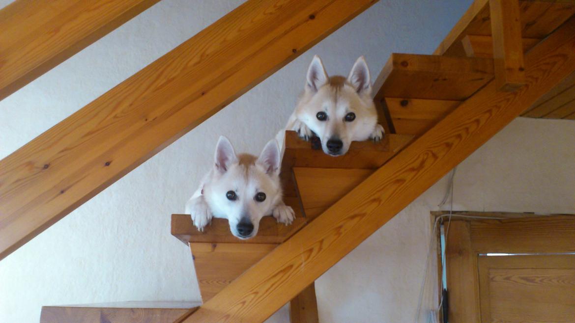 Norsk buhund Miss Bailey *Himmelhund* - her har vi styr på det hele. jeg ligger nederst hvis du skulle være i tvivl  billede 19