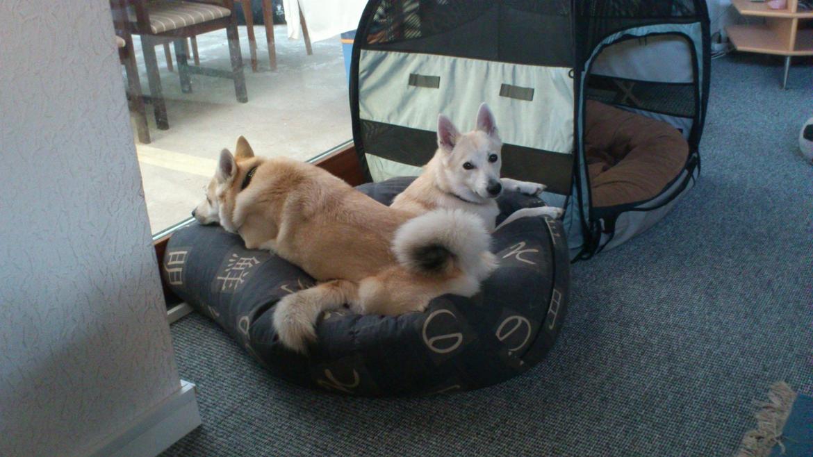 Norsk buhund Miss Bailey *Himmelhund* - mor nu ligger Akita på mig igen. billede 20