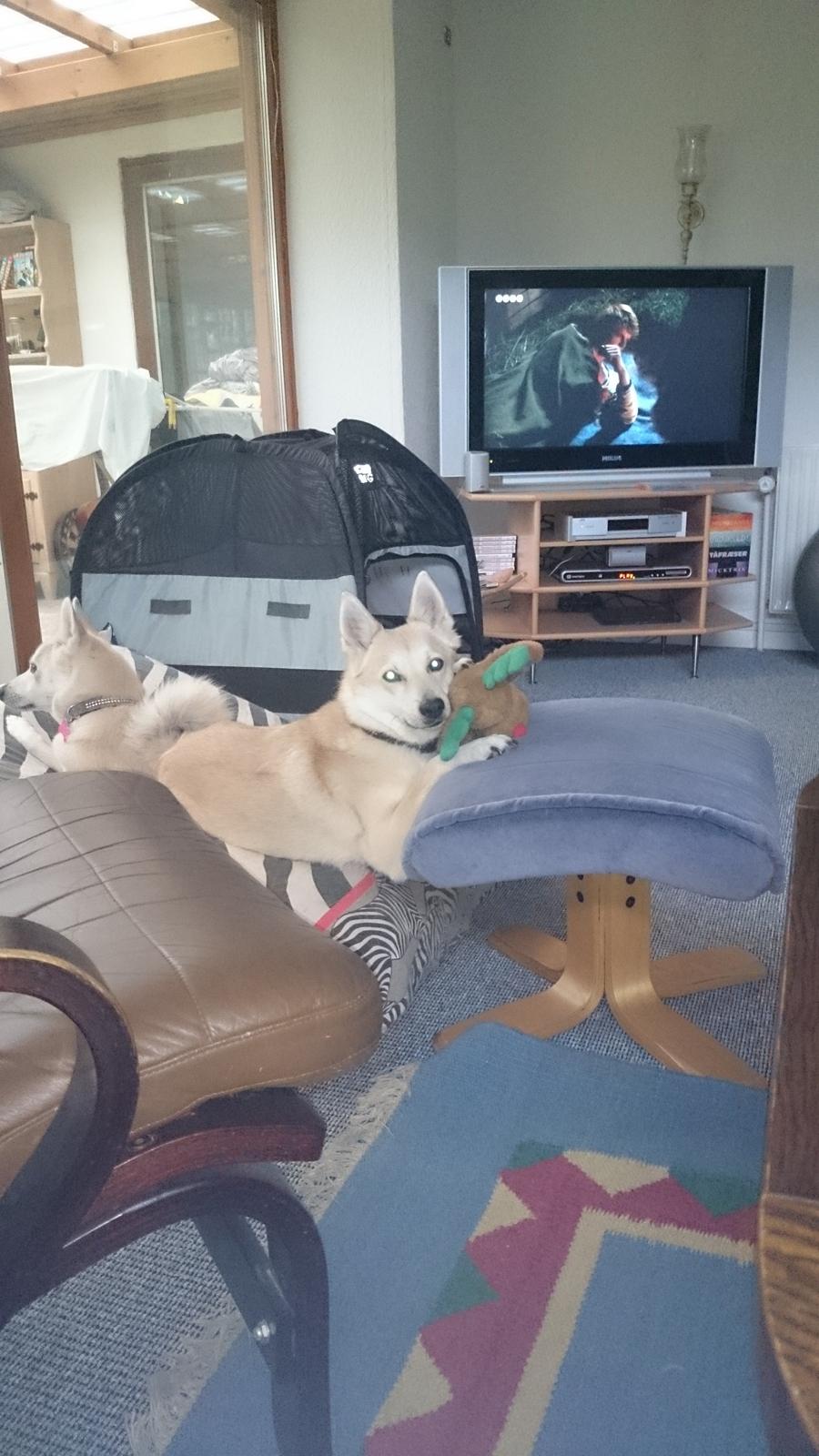 Norsk buhund Akita *Himmel hund* - jeg ved ikke lige helt hvad hun tænker en gang i mellem billede 21