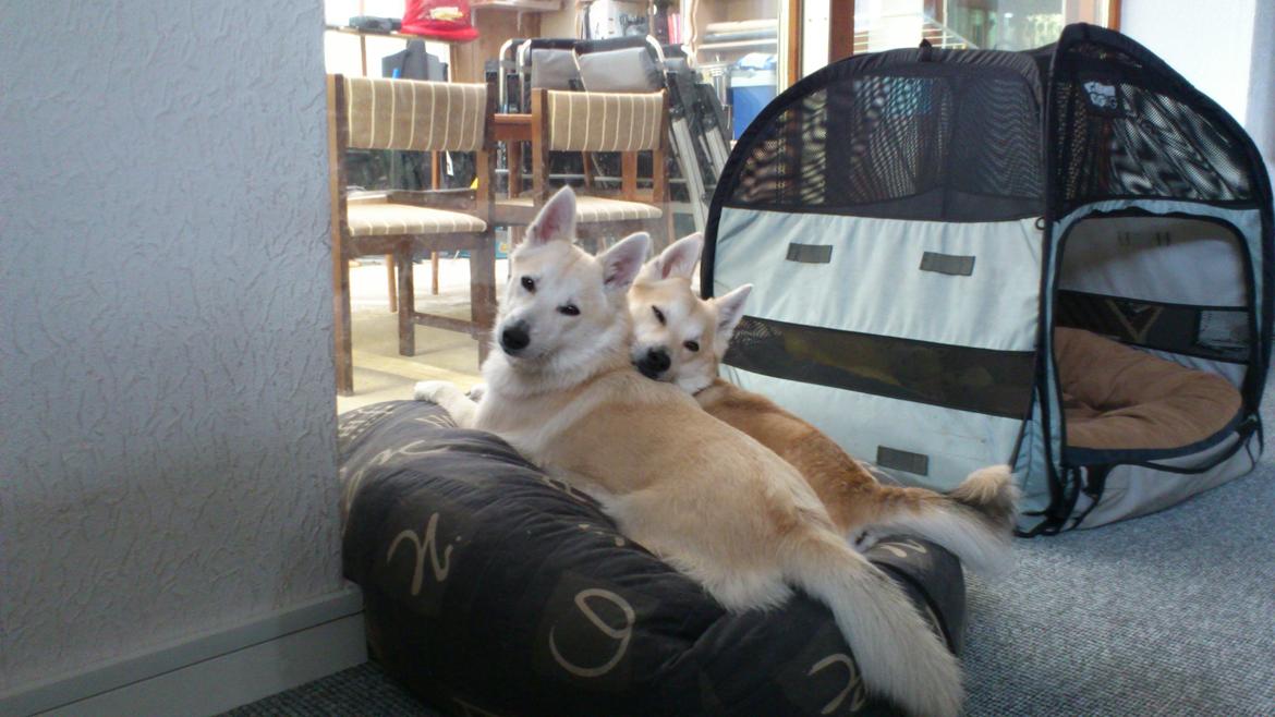 Norsk buhund Akita *Himmel hund* - er vi ikke søde sammen. jeg ligger bagerst  billede 25