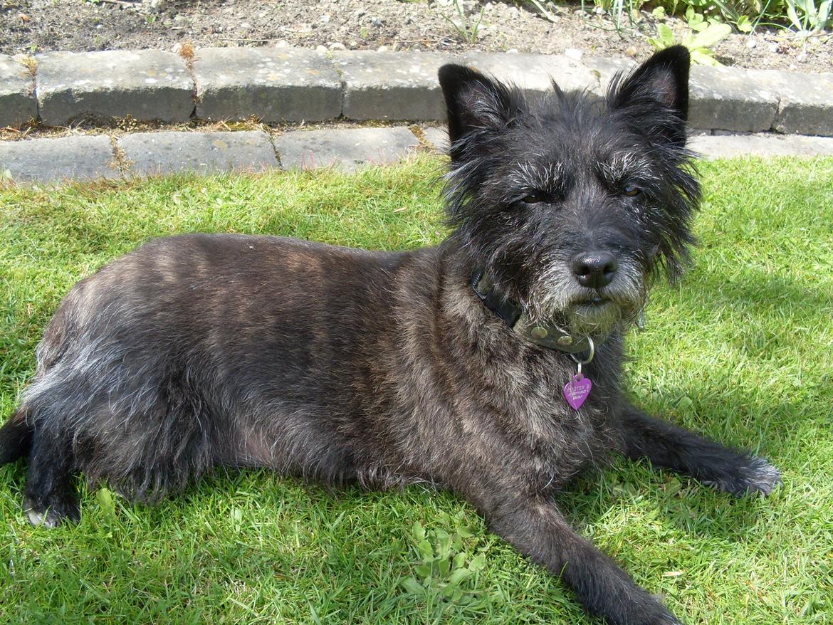 Cairn terrier Pjuske billede 1