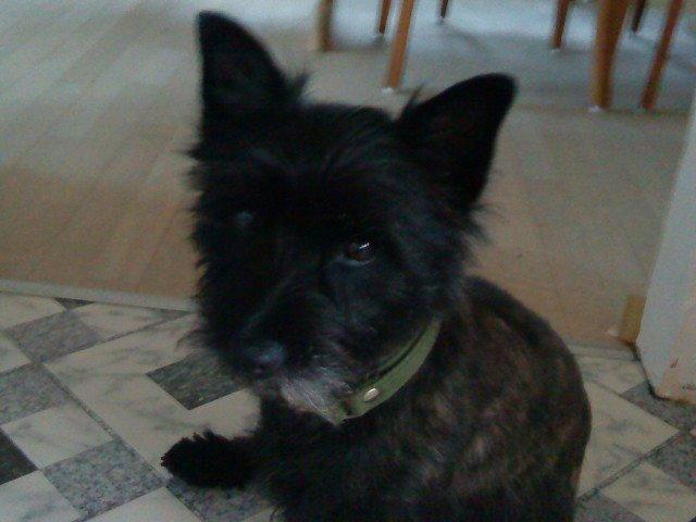 Cairn terrier Pjuske billede 2