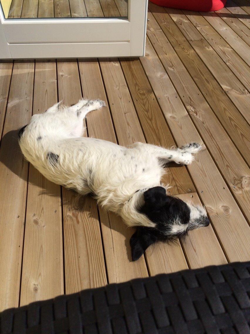 Blanding af racer Maddie billede 22