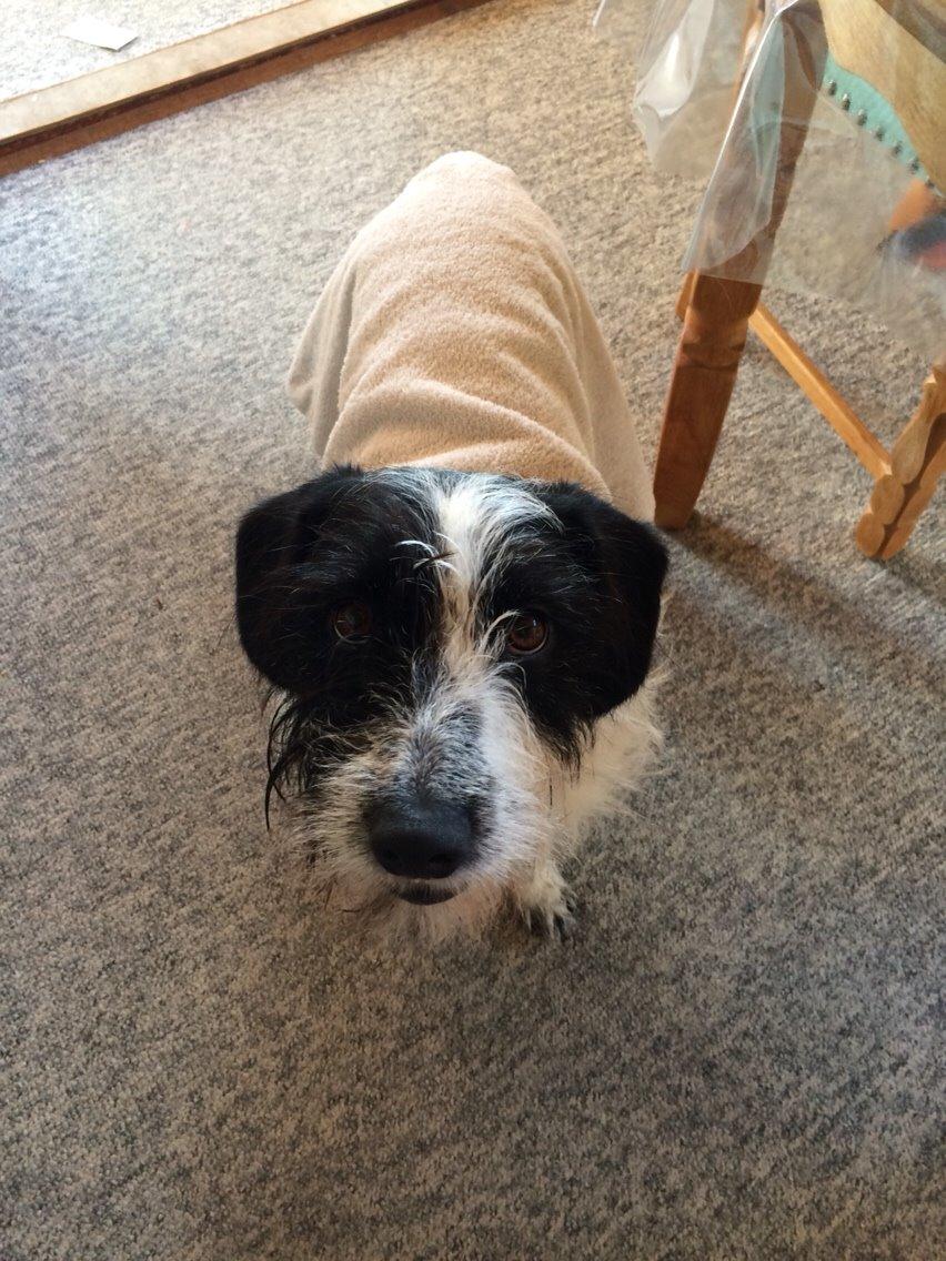 Blanding af racer Maddie billede 21