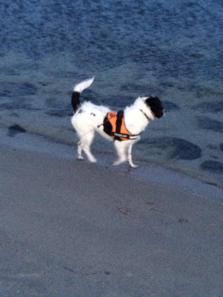 Blanding af racer Maddie billede 23