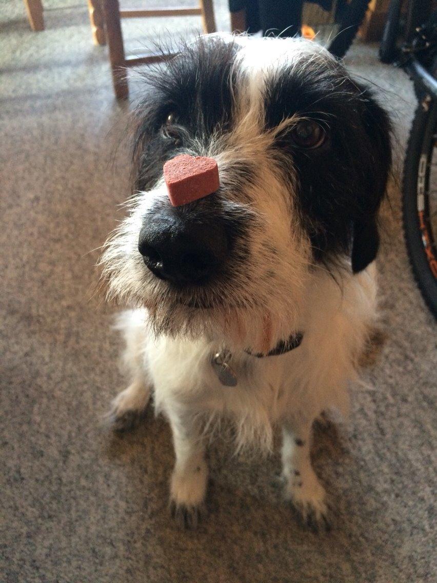 Blanding af racer Maddie billede 25