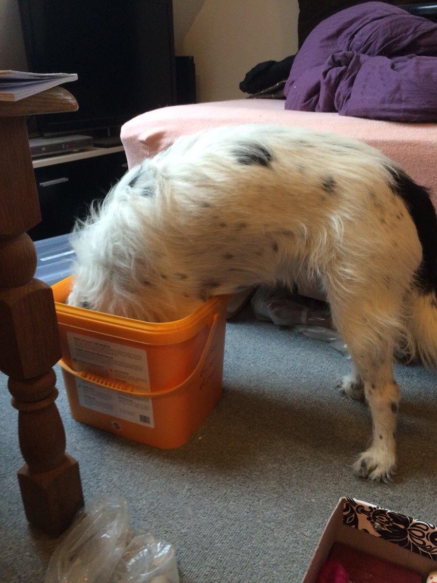 Blanding af racer Maddie billede 24