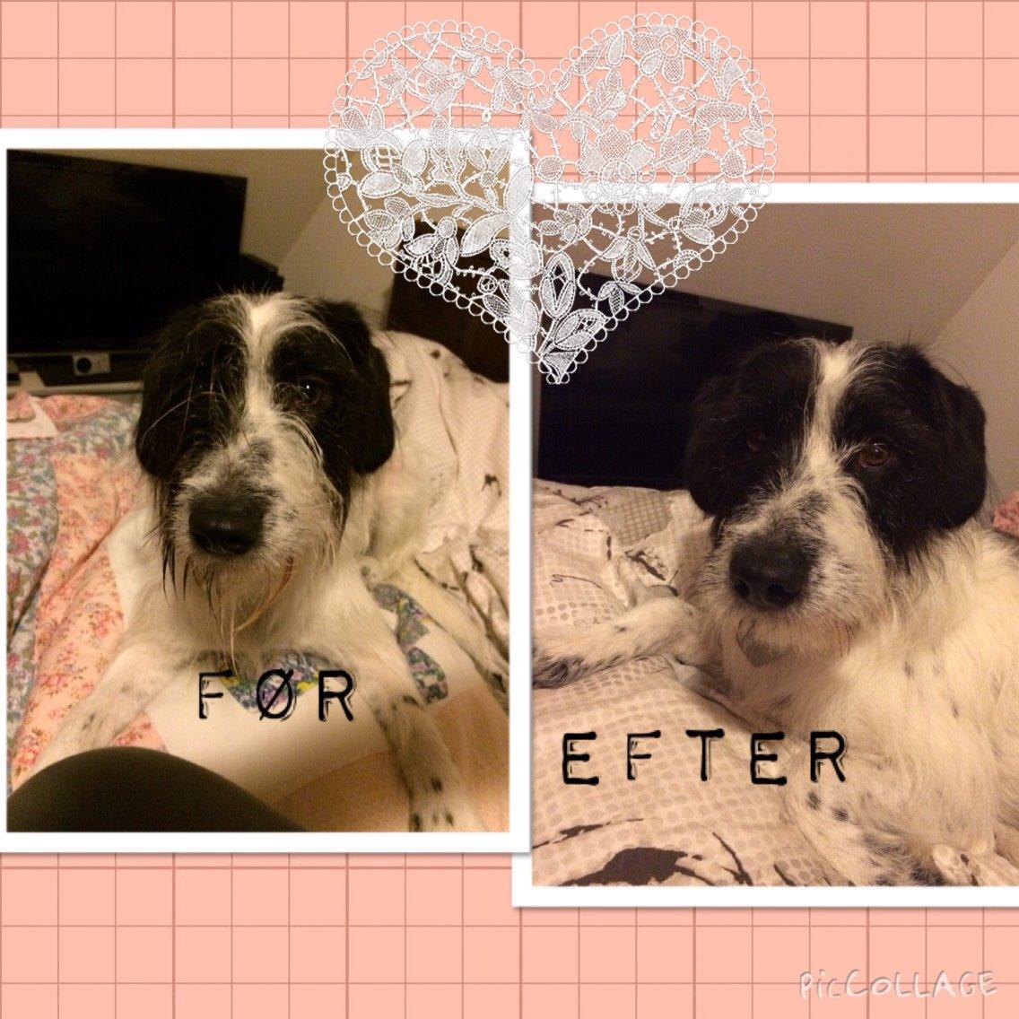 Blanding af racer Maddie billede 26