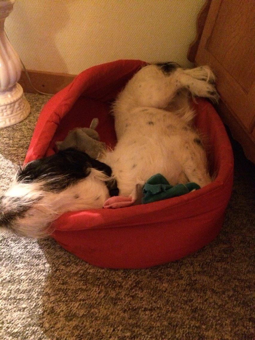 Blanding af racer Maddie billede 27