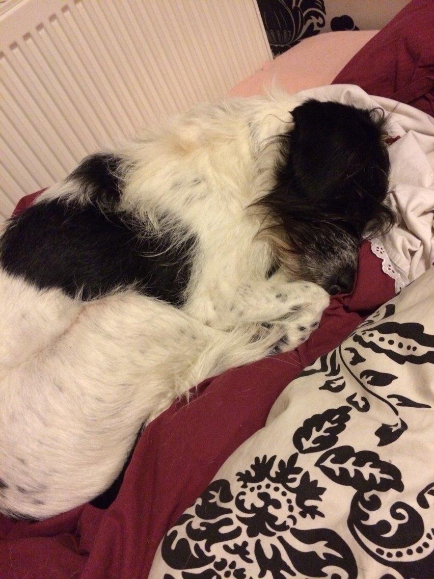 Blanding af racer Maddie billede 28