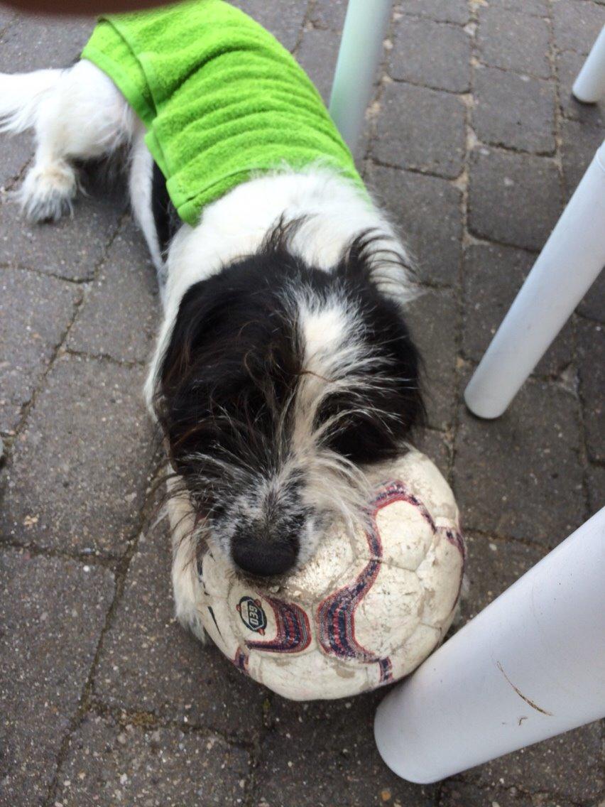 Blanding af racer Maddie billede 29