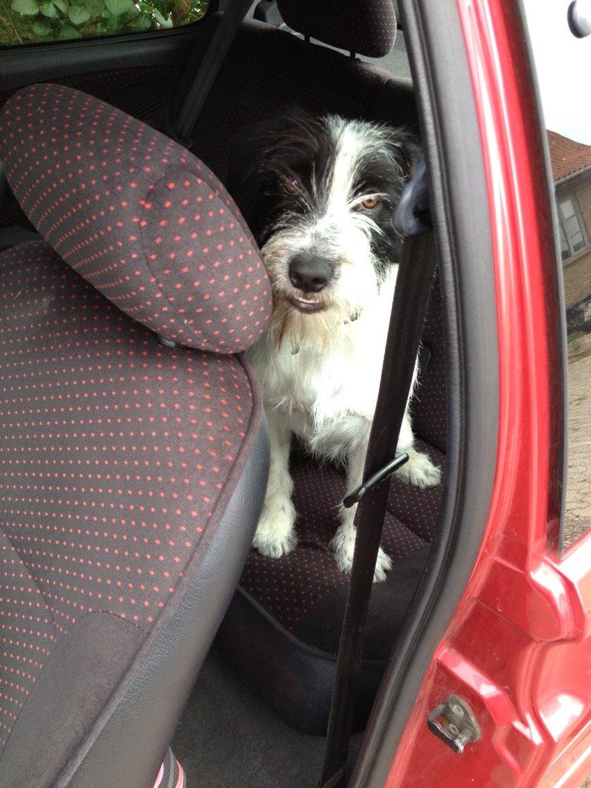 Blanding af racer Maddie billede 31