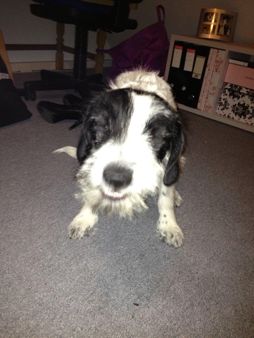 Blanding af racer Maddie billede 32