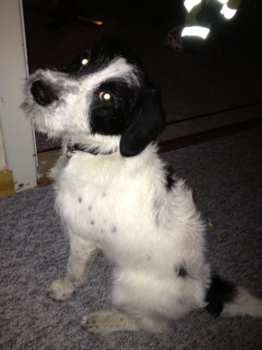 Blanding af racer Maddie billede 33