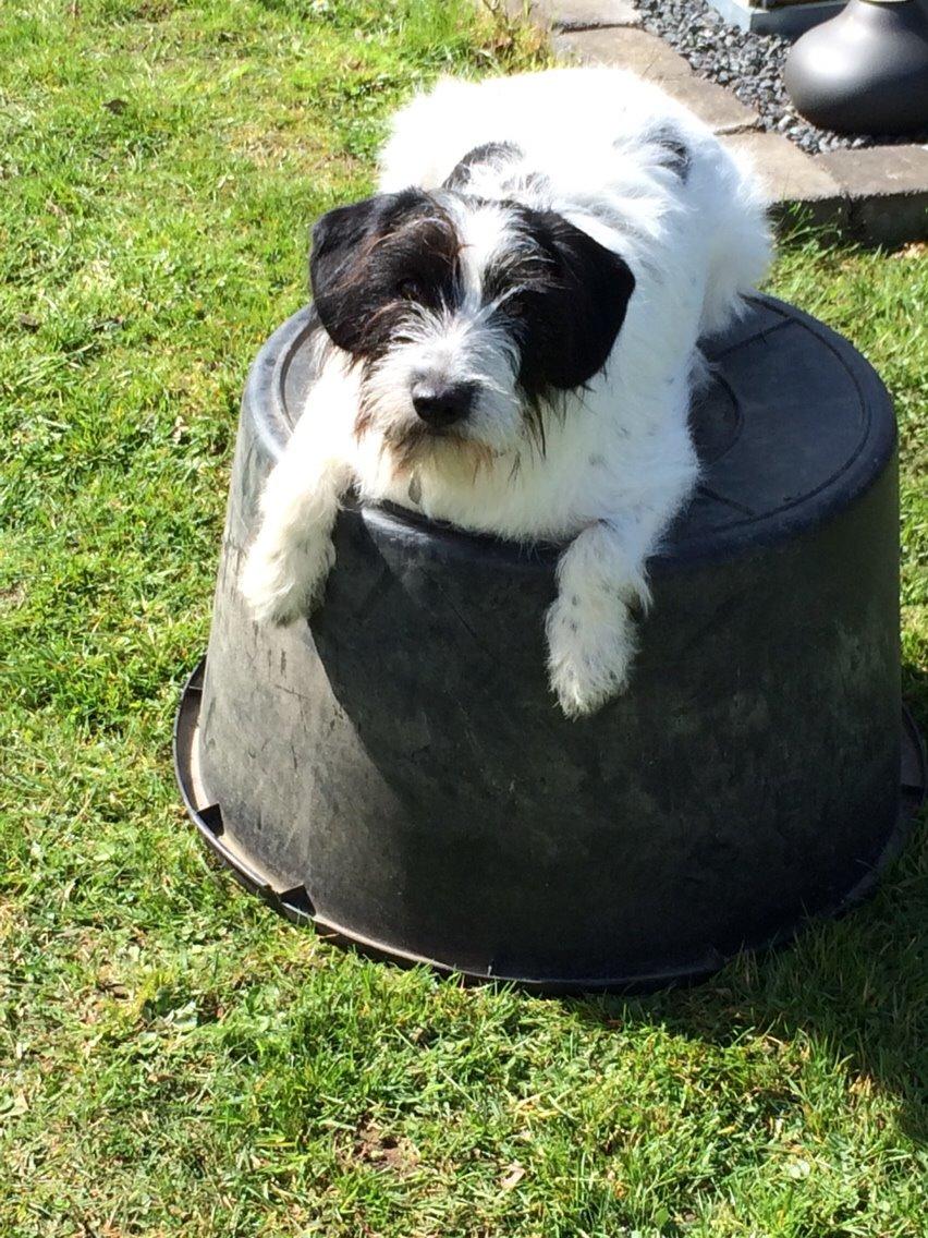 Blanding af racer Maddie billede 30