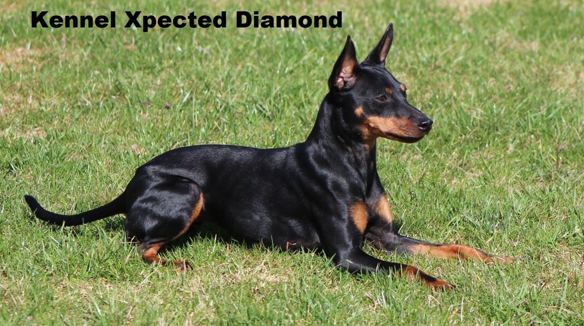 Engelsk toy terrier Xpected Diamond Amasing 1. Lady billede 1