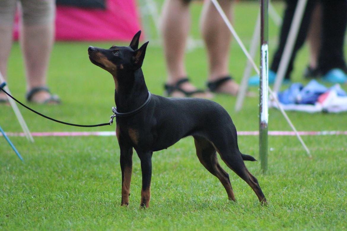 Engelsk toy terrier Xpected Diamond Amasing 1. Lady billede 3