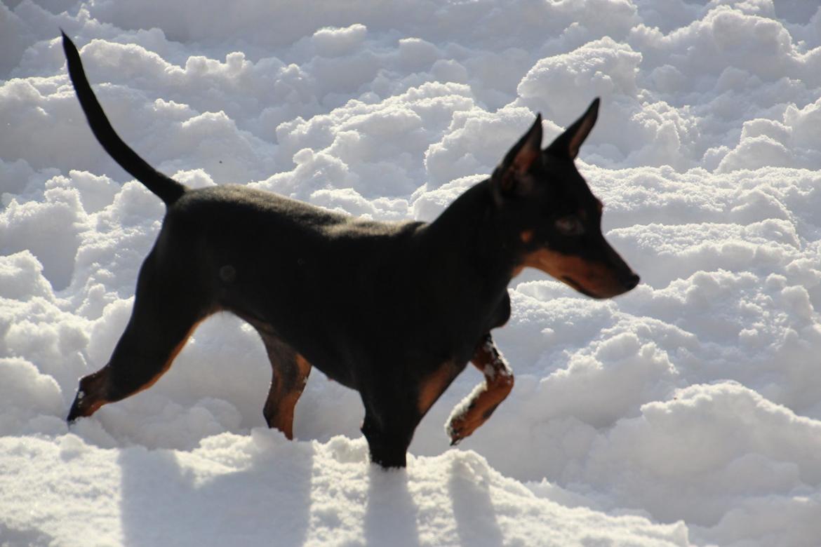 Engelsk toy terrier Xpected Diamond Amasing 1. Lady billede 5