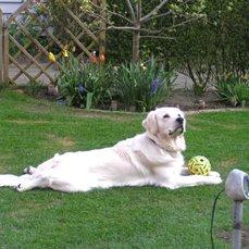 Golden retriever Bølle billede 4