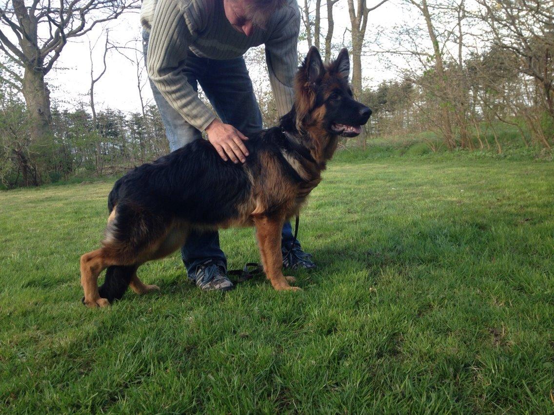 Schæferhund Nikita billede 12