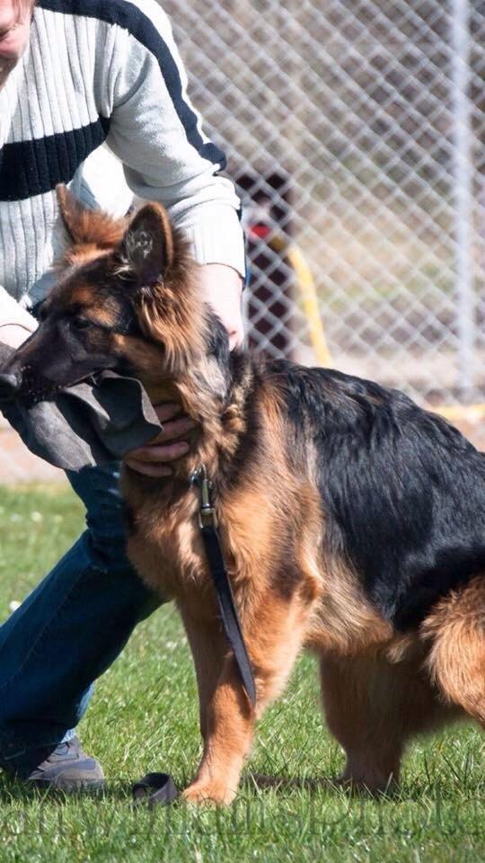 Schæferhund Nikita billede 13
