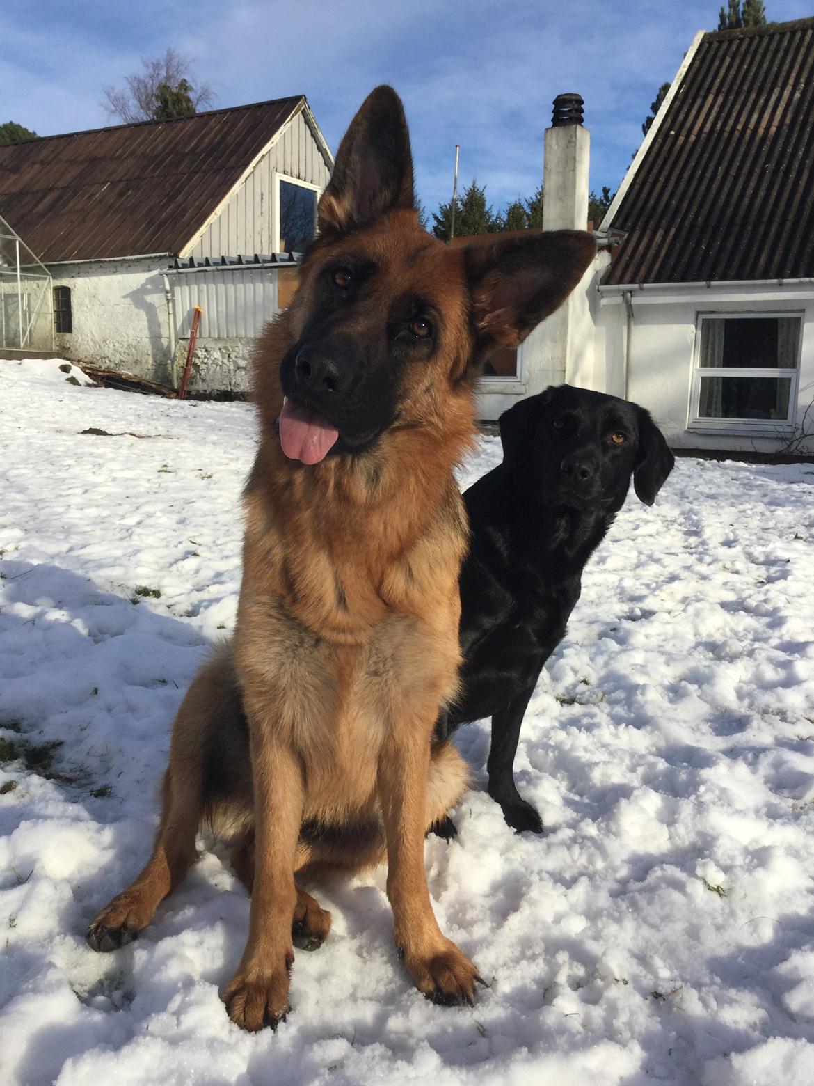 Schæferhund bella billede 15