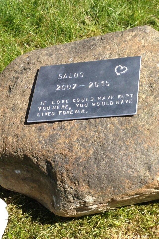 Blanding af racer †Baloo<3† Hvil i fred min ven.† billede 15