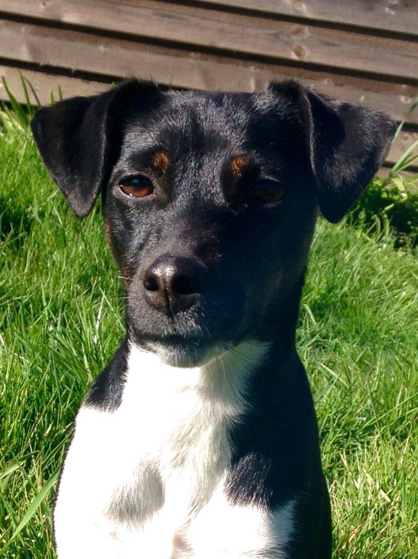 Blanding af racer La Chica - 1år billede 36