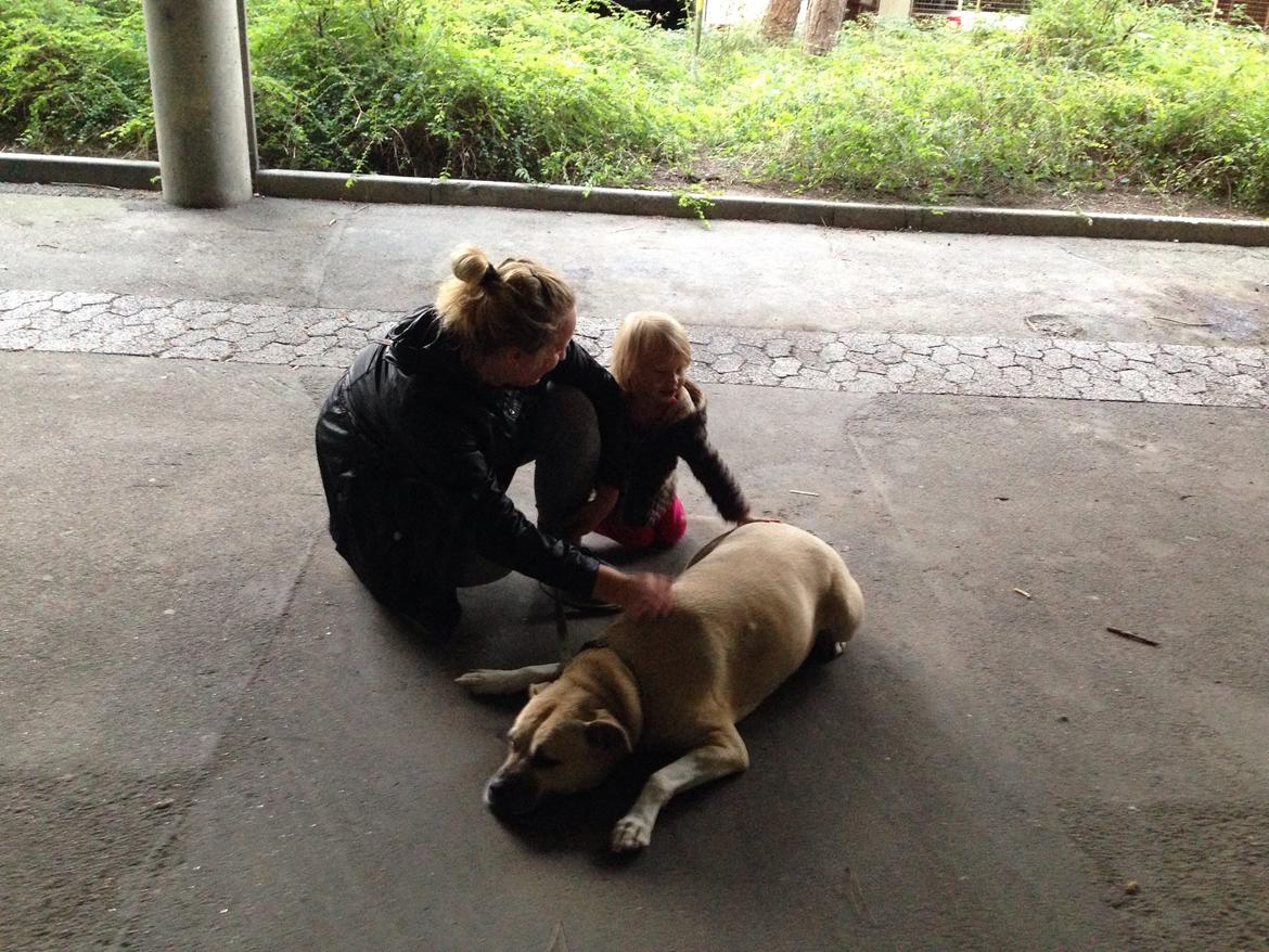 Amerikansk staffordshire terrier Gucci billede 22