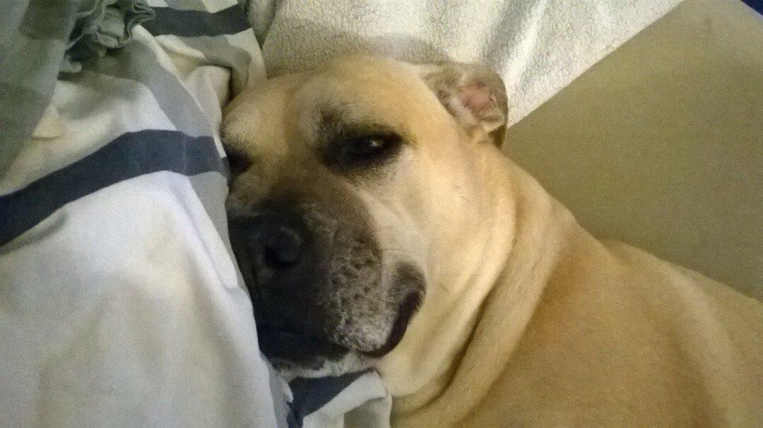 Amerikansk staffordshire terrier Gucci billede 23