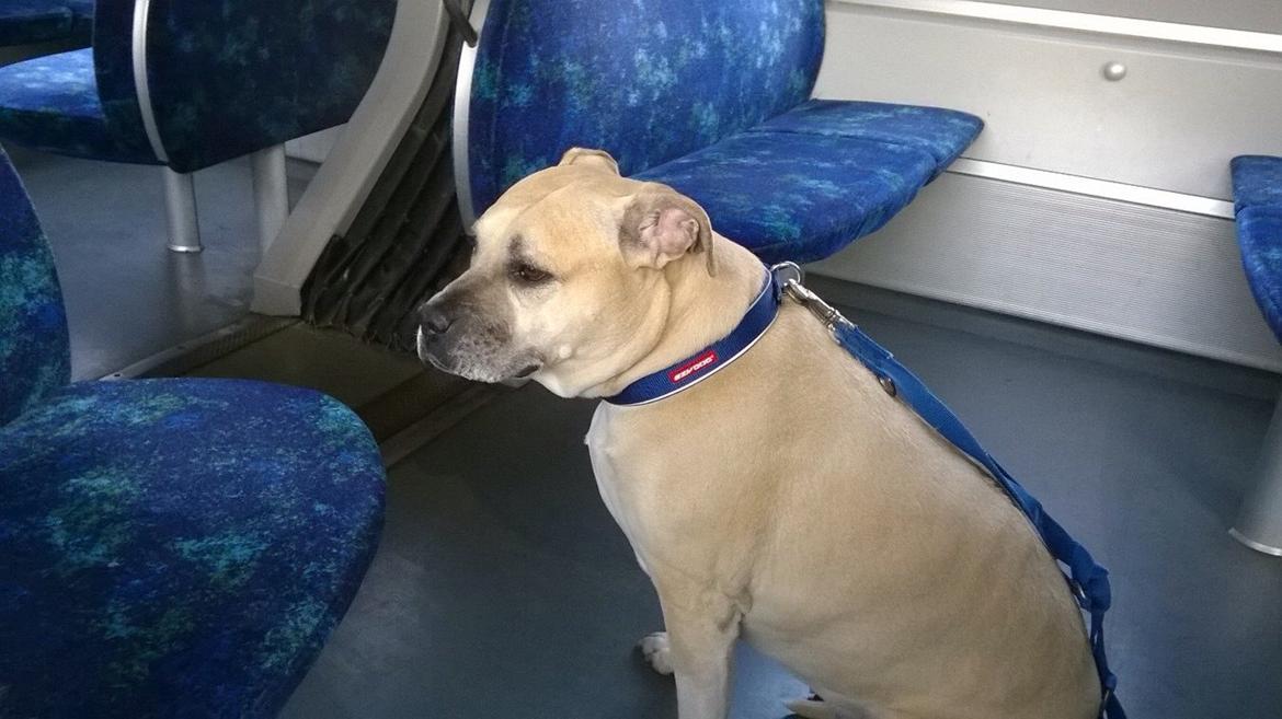 Amerikansk staffordshire terrier Gucci billede 24