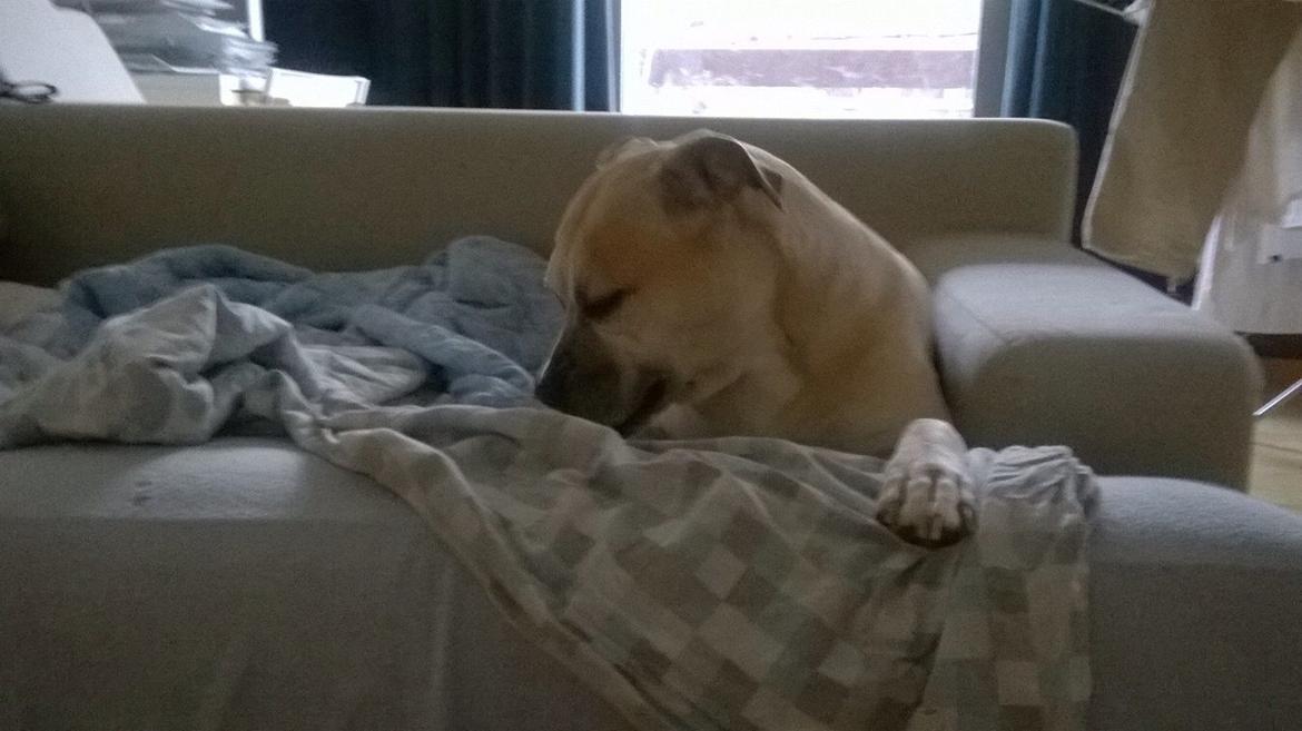 Amerikansk staffordshire terrier Gucci billede 25