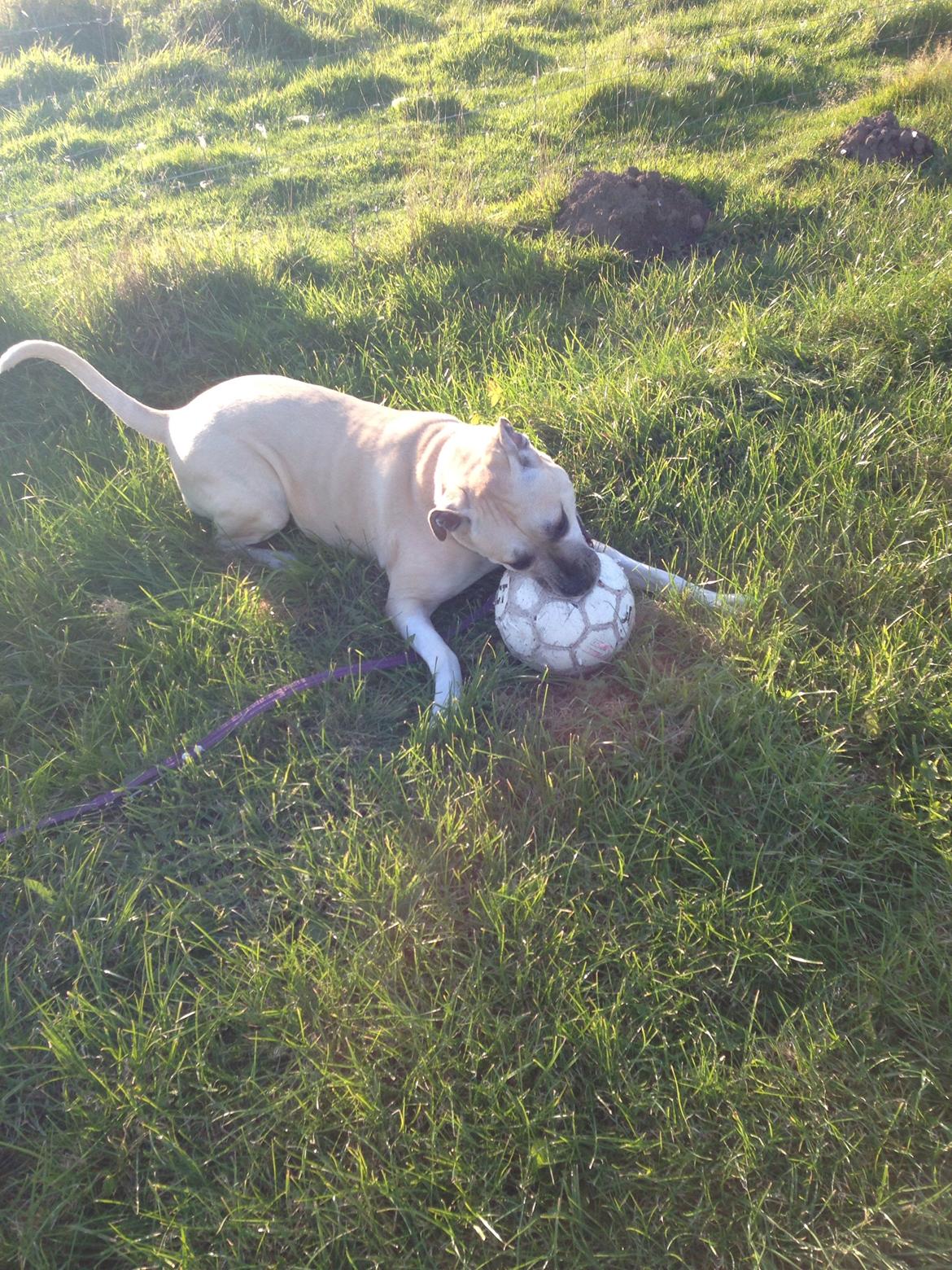 Amerikansk staffordshire terrier Gucci billede 21