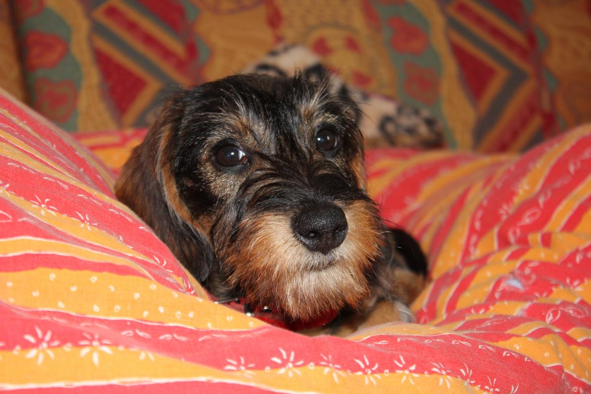 Gravhund Møffe billede 13