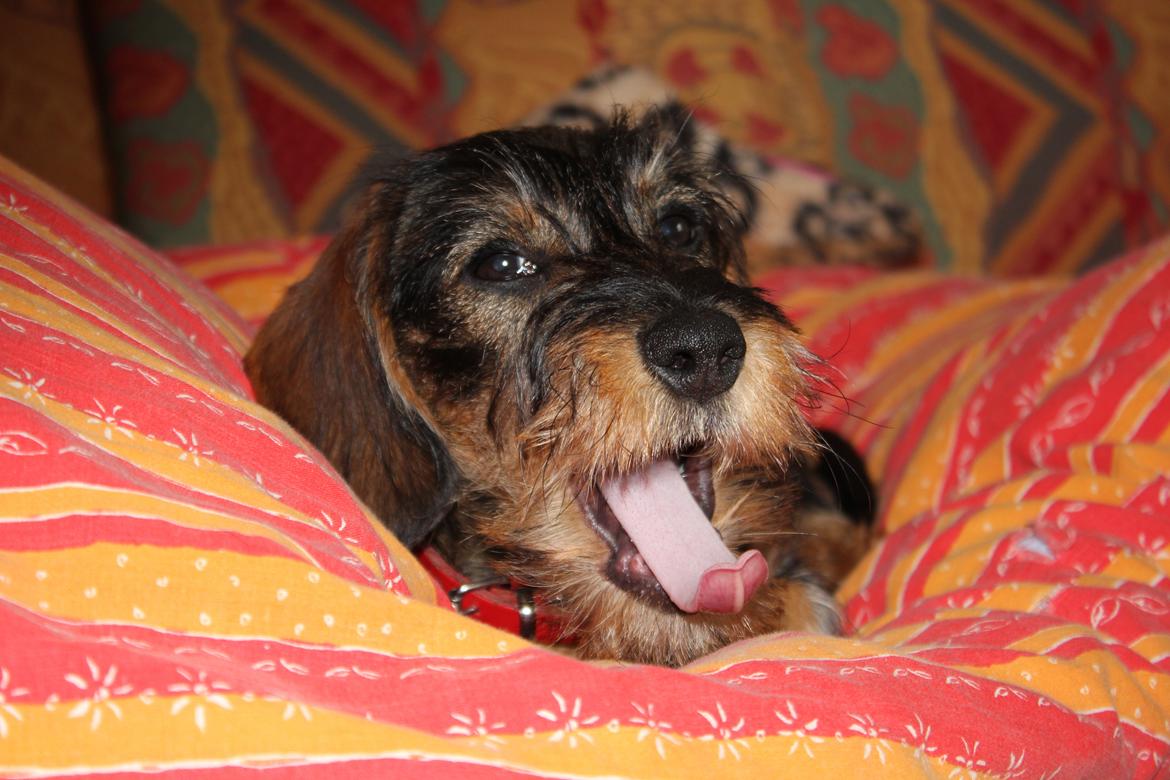 Gravhund Møffe billede 12