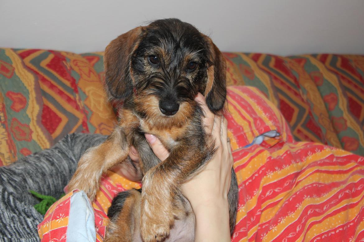 Gravhund Møffe billede 15