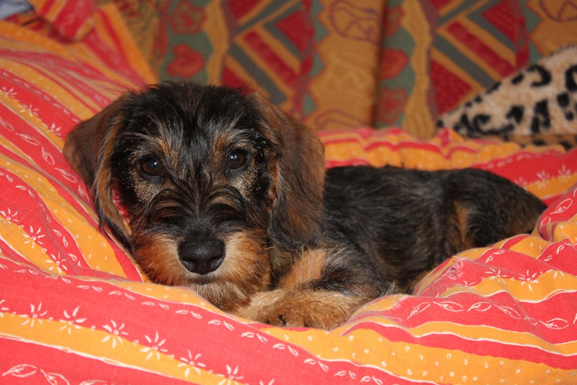 Gravhund Møffe - Møffe 25/4 - 2015 billede 10