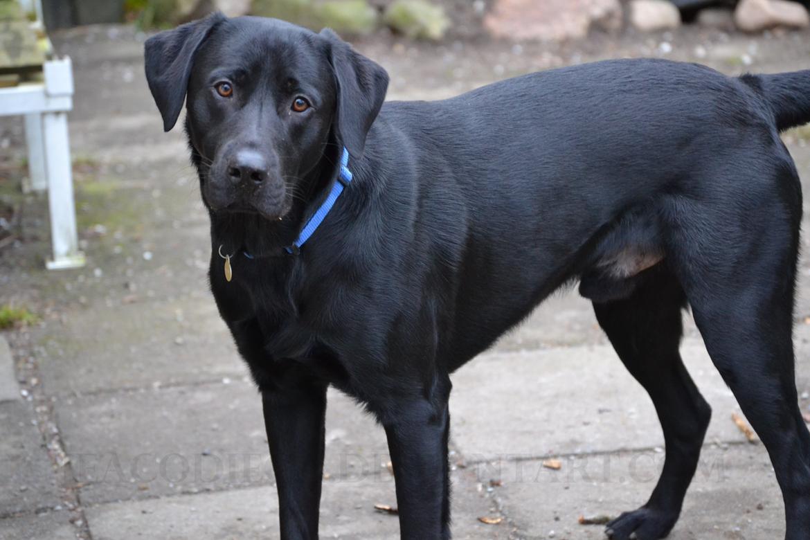 Labrador retriever Bertram billede 1