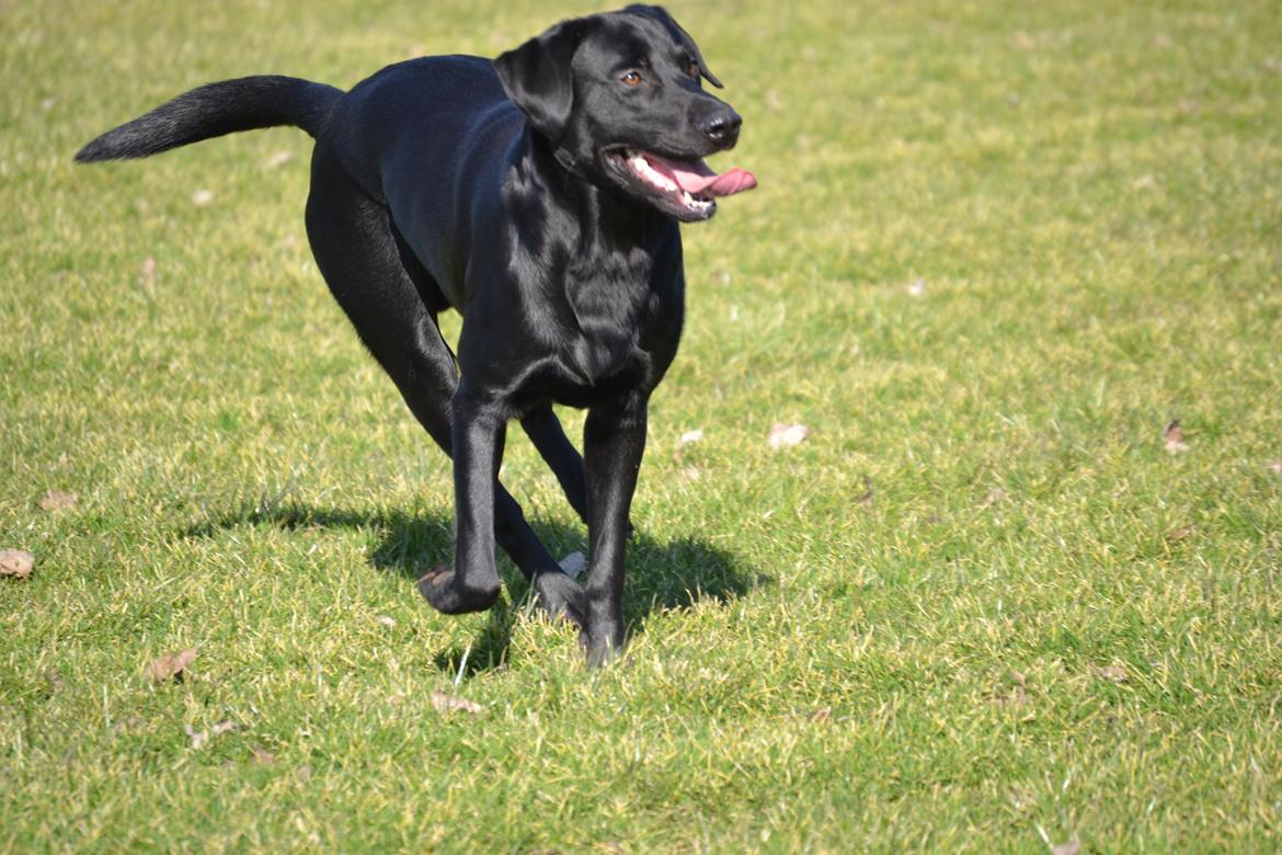 Labrador retriever Bertram billede 4